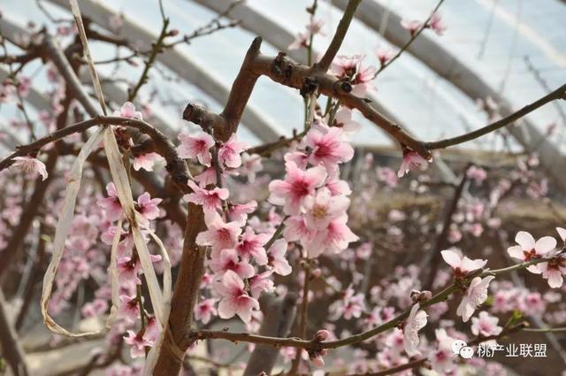 大棚桃提质增效需补钙