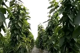 大樱桃苗矮化密植首选一根棍种植模式图片
