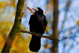 乌鸦的智商有多高？它为什么会被当成不详之鸟？图片