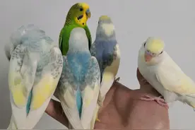 虎皮鹦鹉爱好者们饲养的三个阶段，你处于哪个位置？图片