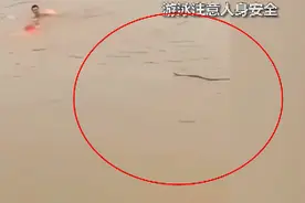 两男子游泳时引来水蛇追逐 现场水蛇一步步逼近 吓得男子仓皇上岸图片