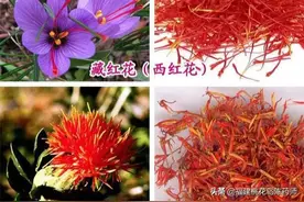 名贵中药材藏红花大揭密！藏红花与普通红花区别在哪里？图片