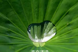 美文诵读：《荷塘月色》，致敬散文大师朱自清图片