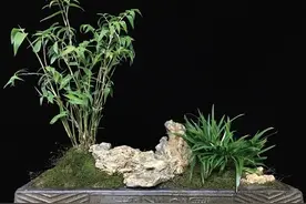 随手捡来的石头，配上一竹一菖蒲，十步骤完成禅意盆景图片