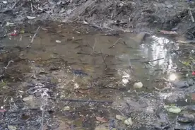 车水马龙的“钢铁森林”中 有这样一个“治愈”的小水坑图片