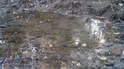 车水马龙的“钢铁森林”中 有这样一个“治愈”的小水坑图片