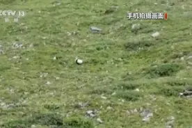 又见野生国宝！村民偶遇大熊猫下山饮水 网友：实名羡慕图片