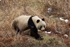 全国首位！秦岭大熊猫野外种群达345只 栖息地扩大1100多公顷图片