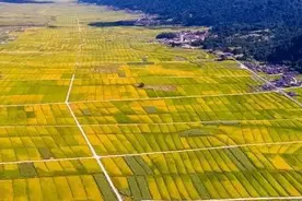 超美航拍！云南德宏金色户撒 稻谷飘香图片