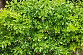 6种公认的低热量食物，鸡蛋排在最后，而黄瓜才排第四，涨知识图片