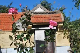 俗语“房前不栽树，屋后不种花”是什么意思？迷信还是科学图片