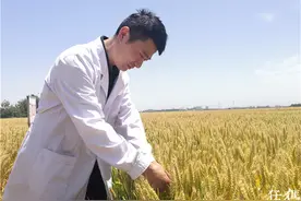 80后小麦种子研究员李甜：想像袁老一样培育出高产小麦图片