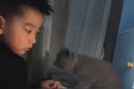 江苏一男孩写作业被妈妈训哭，一旁的猫咪抬起萌爪为小主人擦眼泪图片