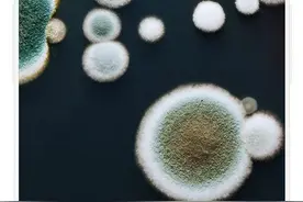 免疫力低下，万病之源；提高免疫力，抗病良方。图片