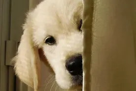 狗狗喜欢你，不会对你直说，而是用肢体语言暗示你图片