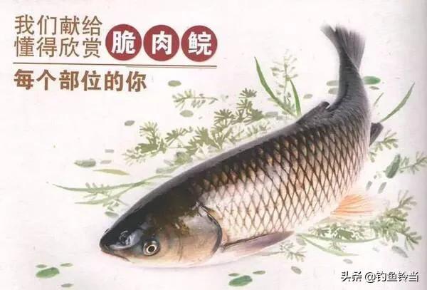 钓友钓到一条煮不烂咬不动的变种草鱼？那是脆肉鲩！比普通草鱼贵