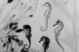 为什么动物会进化出四种骨骼？图片