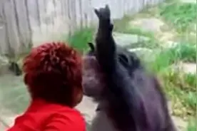 比利时女游客与猩猩产生恋情，动物园禁入，称猩猩更需与同类交往图片