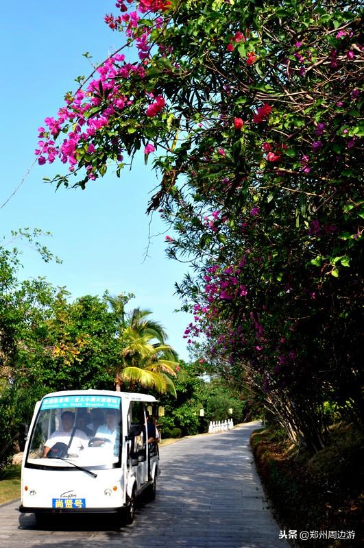 大家常说的"寿比南山不老松",竟然在三亚市的这个地方|郑周友