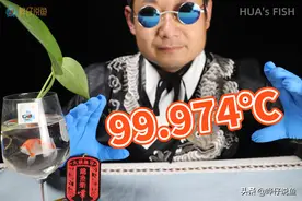 恕我直言！用开水烫鱼缸过滤棉，怕是并不能彻底预防观赏鱼寄生虫图片