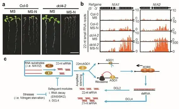 南科大郭红卫团队报道22nt siRNA重要生物学功能