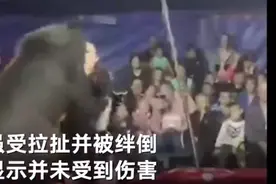 后怕！俄罗斯马戏团一头熊突然发疯袭人 驯兽师仍面带微笑继续表演图片
