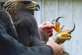 ​如何区分金雕和白头鹰？白头鹰爪力达400磅，遇上金雕谁会赢？图片