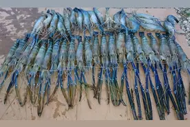 越南闹虾灾，求助中国被拒，美媒：中国人不是啥都吃，这次咋怂了图片