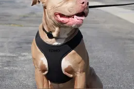 全新遛狗三件套，宠物舒适，主人省心图片