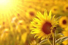 出马弟子为什么要经历磨难呢？图片