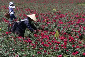 上百万支玫瑰烂在田里，这个情人节花农损失严重。图片