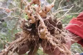 新配方！代替阿维菌素，杀线虫、生根、根瘤一步到位，药效时间长图片