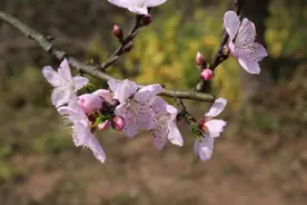 每日一诗经 《风》之《桃夭》图片