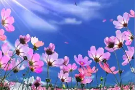 拉萨市城关区陈建民一家：相亲相爱浇灌团结花图片