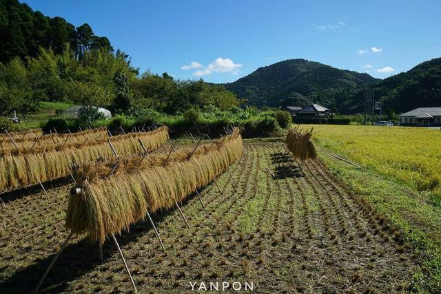 #旅居的N种方式#周末，去8700坪的田舍生活