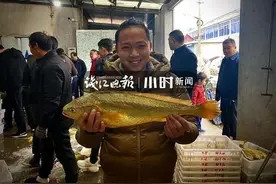 30多年未见！宁波船老大意外捕获1000多斤野生大黄鱼，正宗吗？专家买下4条去测基因图片