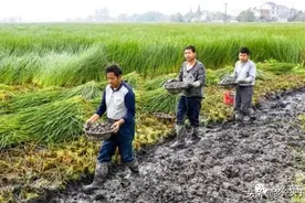 产业强镇 | 安徽庐江县白湖镇：稻米香、荸荠甜图片