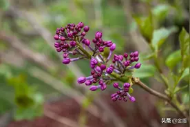 紫丁香花色彩斑斓，一簇簇挤挤挨挨，让人沉醉图片