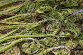 很多人错认成蕨菜，菜农：这个菜40元买不了1斤，您去隔壁摊吧图片