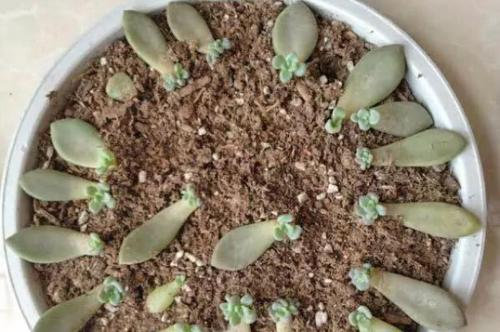 "废油桶,塑料瓶"扦插多肉刚刚好,发芽快,插1个活1个!