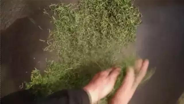 茶叶上的那些“毛毛”，究竟是怎么一回事？