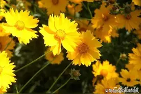 绚丽多彩惊艳双眼！滹沱河花海初绽，蜂飞蝶舞如诗如画图片