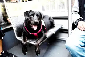 这只狗狗每天都要独自乘公交车，自己溜自己，主人倒是解放了