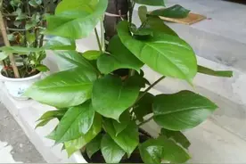 想把绿萝养成“树”？请塑料瓶来帮忙，一分钱不花，养成大叶萝图片