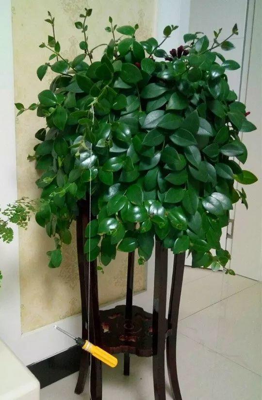 贝拉小蜜蜂草本身体乳