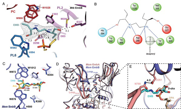 用了半个世纪的抗结核药  精确作用机制或能解决耐药问题