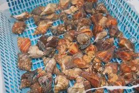 重要提醒：近期不要采集、购买养殖贻贝和野生贝类“毛娘”等海鲜产品近期不要食用，毒素超标图片