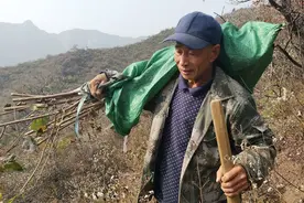 京西深山种树人：背着树苗爬坡 最远要走五六公里山路图片