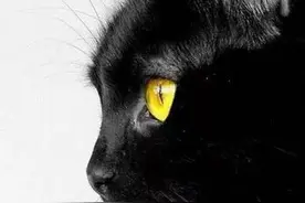 猫妈妈，谢谢你曾经深爱着我图片