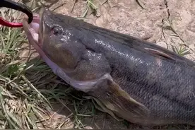 广东钓友废弃水库发现许多笋壳鱼，老乡：这鱼恶得很，赶紧都钓走图片